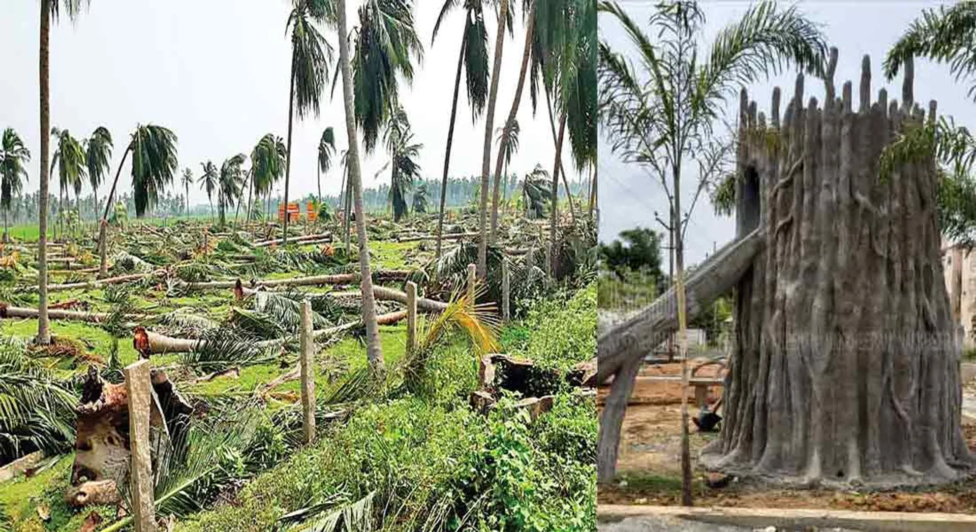 Municipality making cement trees to destroy natural trees!