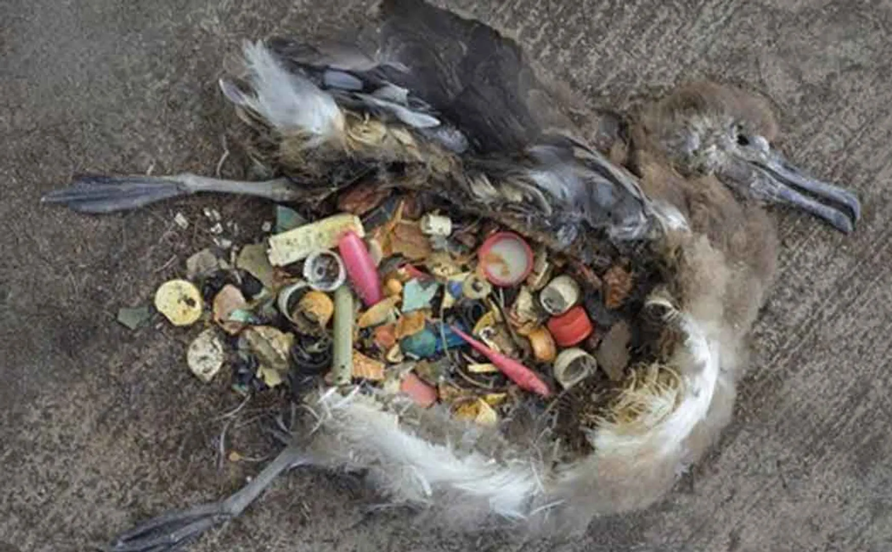 danger of plastic