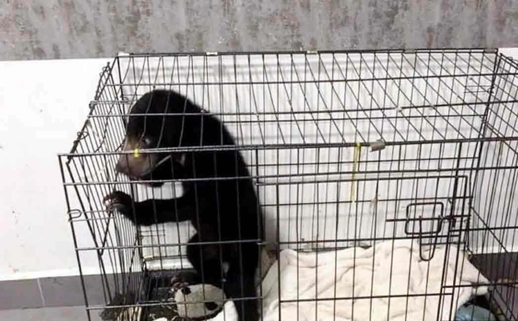 malaysian pop singer zarith arrested for keeping bear as pet