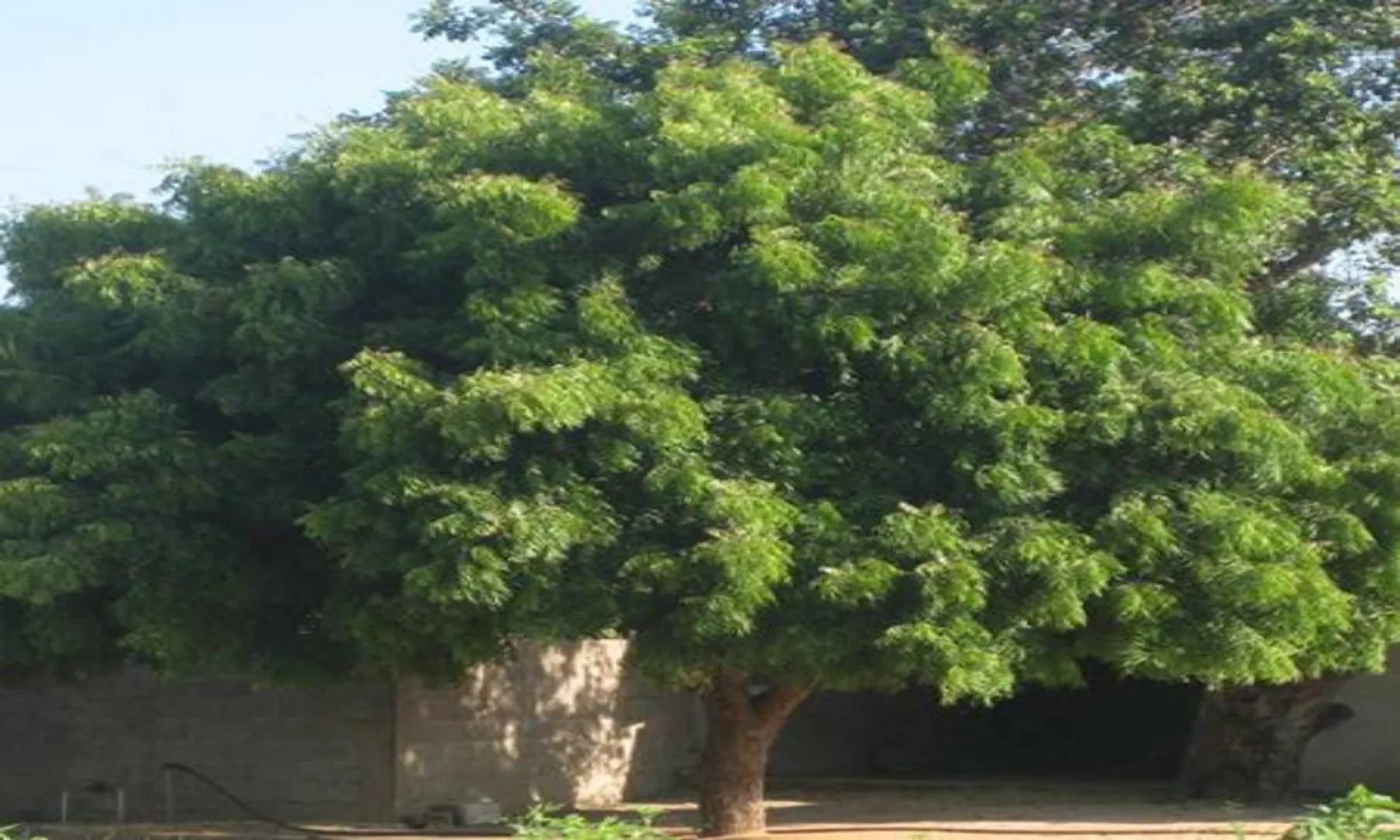 NEEM TREES