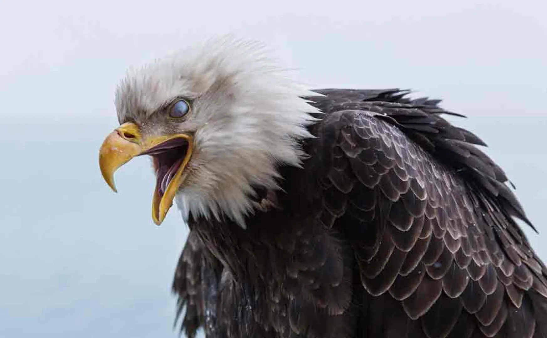 537 rare eagles expired in africa after eating poisoned elephant