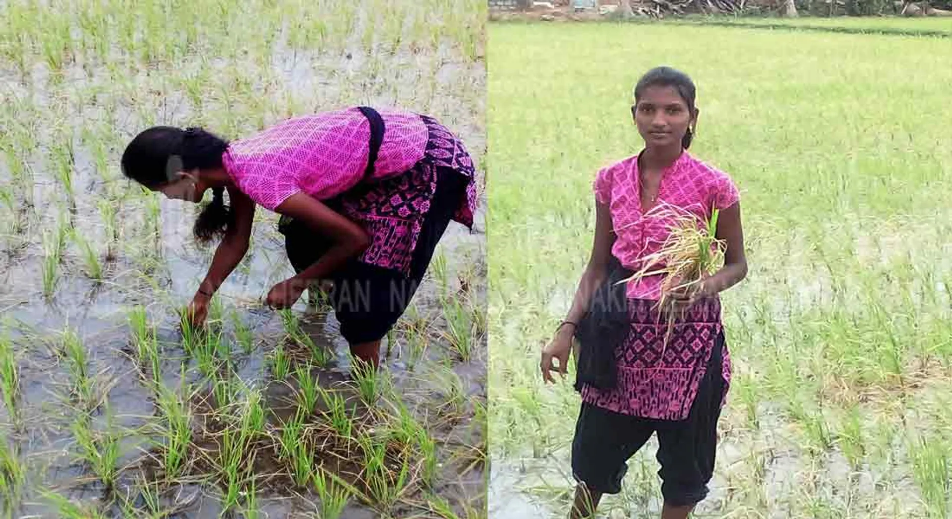  College student planted on an acre of land-compliments to college student!
