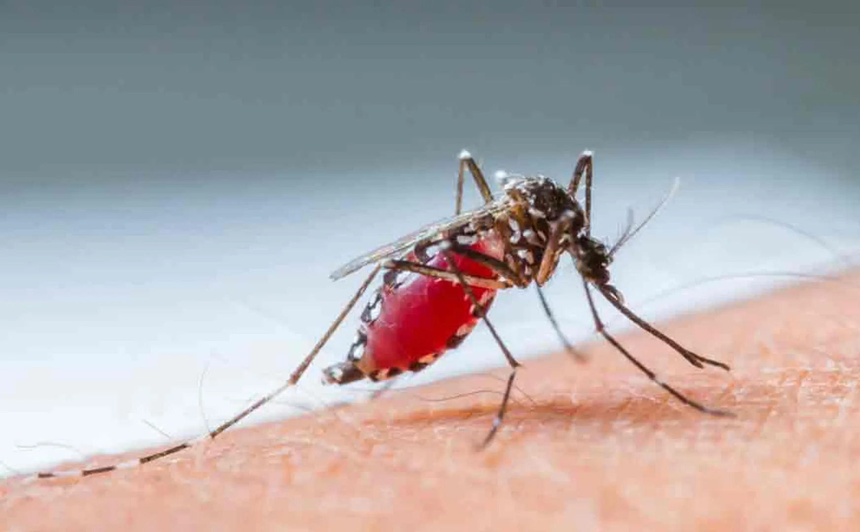 chandrababu naidu spends 1.5 crore rupees to found male and female mosquitoes