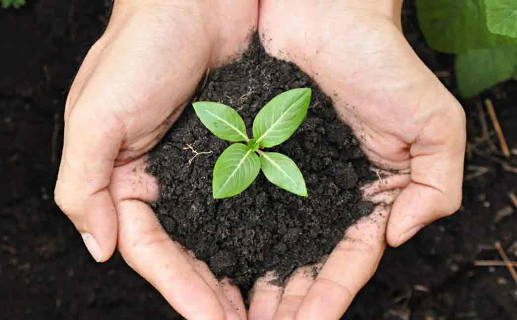 33 crore seedlings to be planted in maharastra 