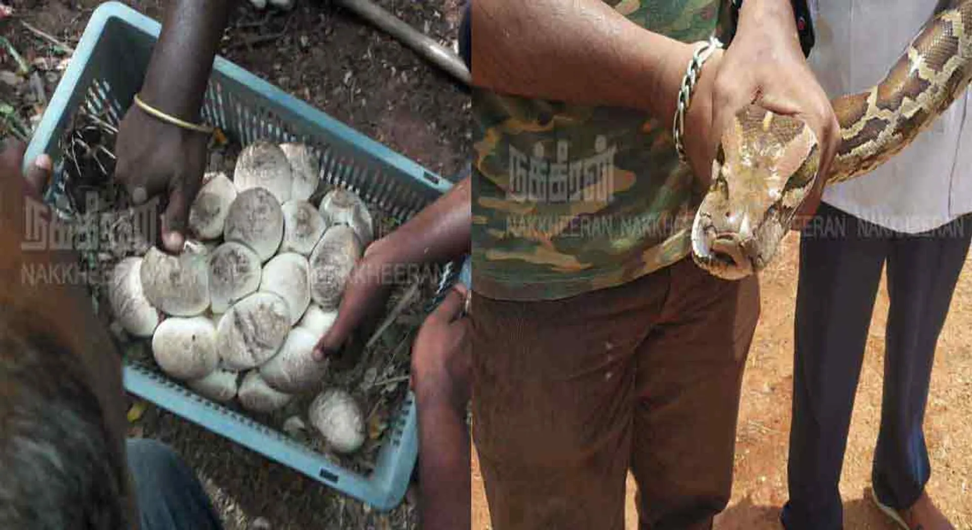  A seven-year-old python caught with 30 eggs in nellai 
