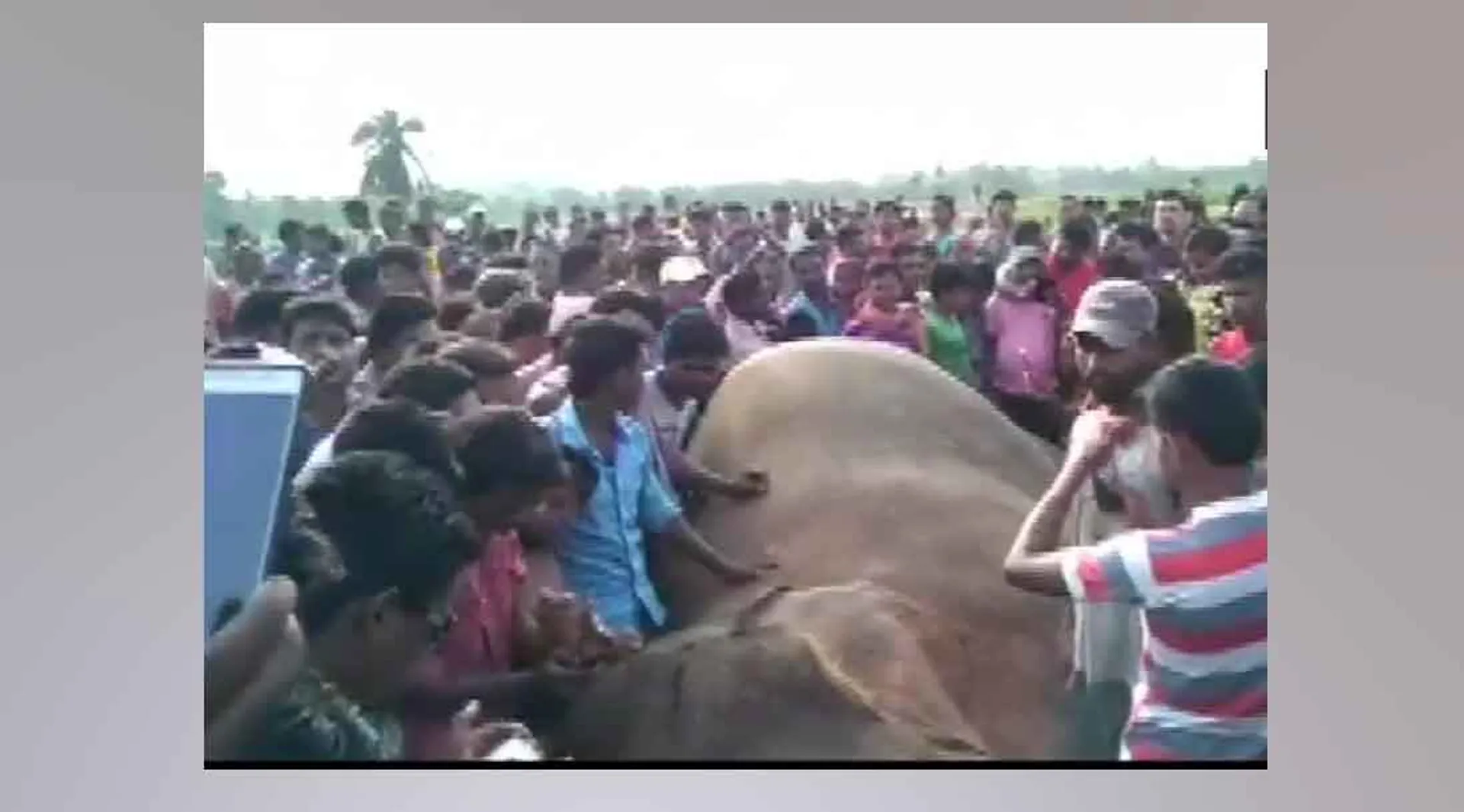 Elephant