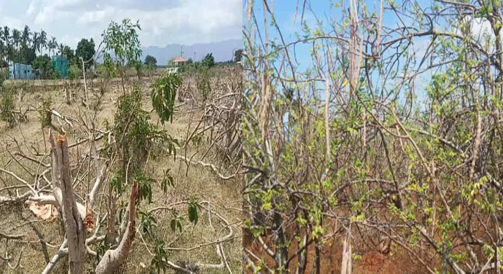  Farmers cut and thrown the trees