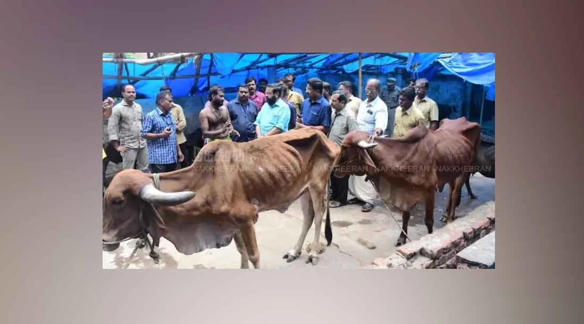 cow