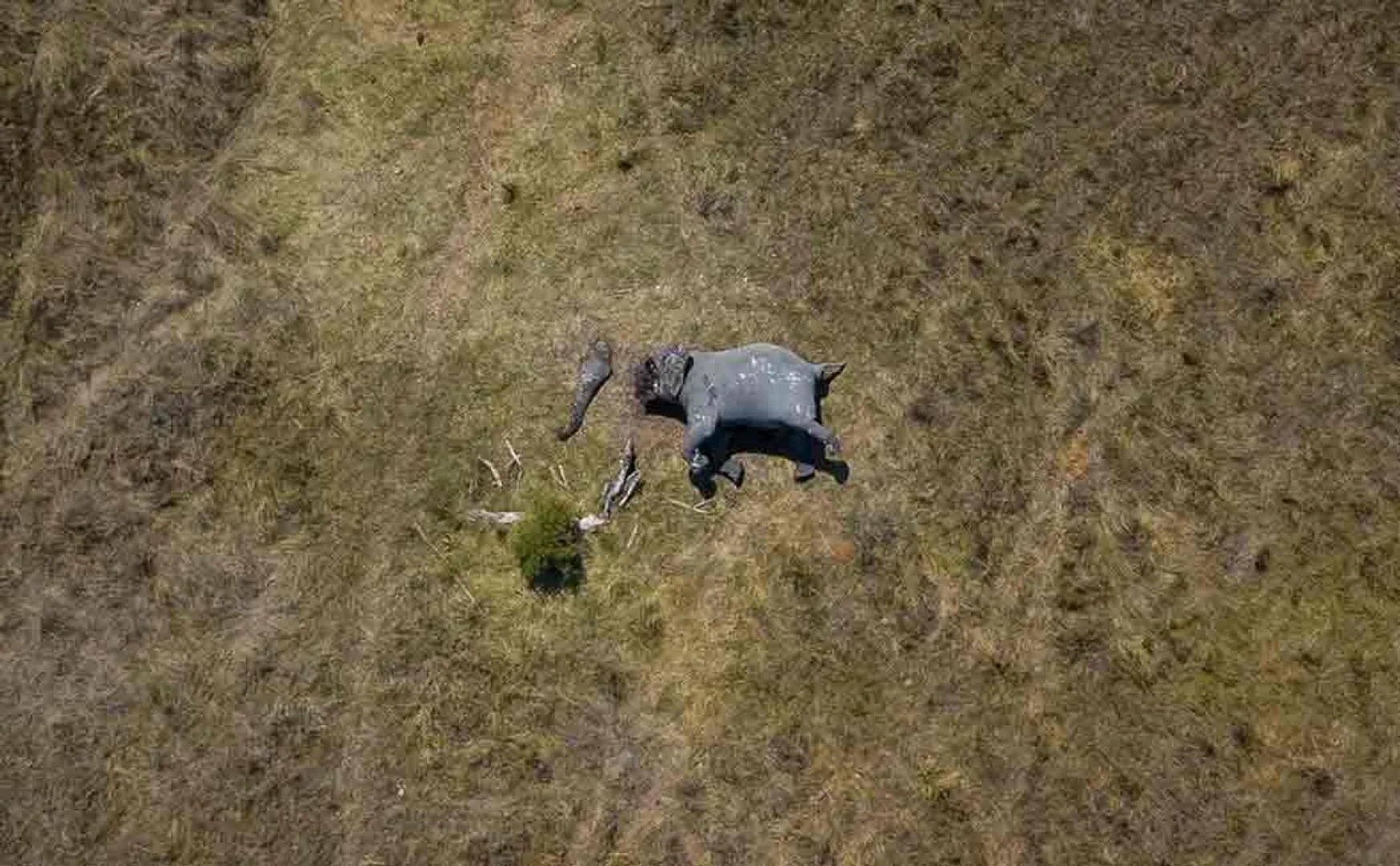 african elephants viral photo disconnection