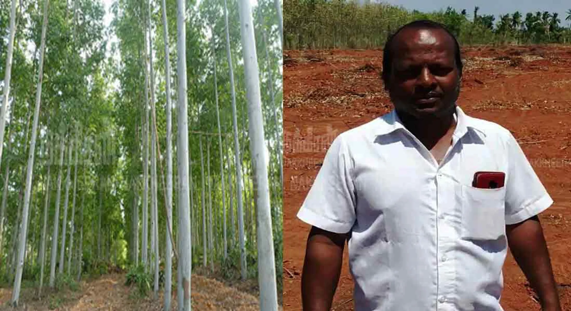cut down the entire  Eucalyptus trees in pudukottai;compliment to the farmer