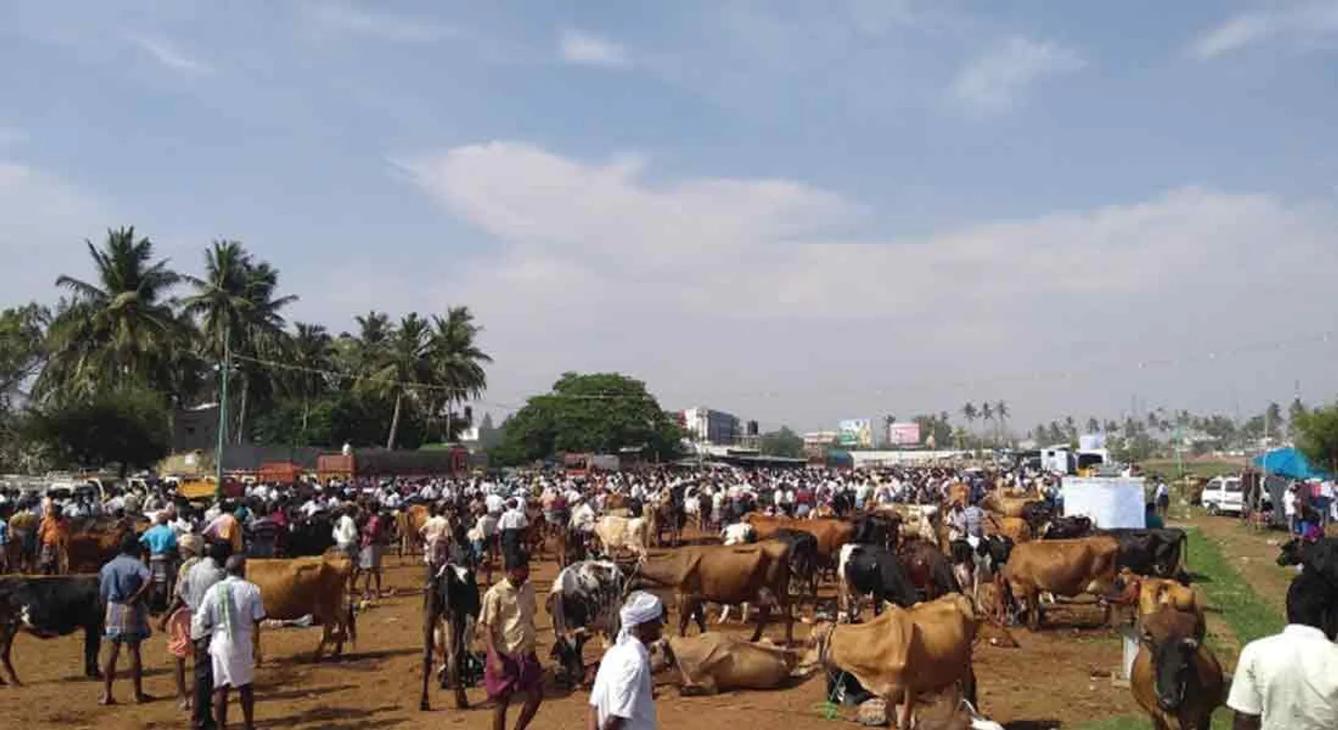  Cows not sold by rain!