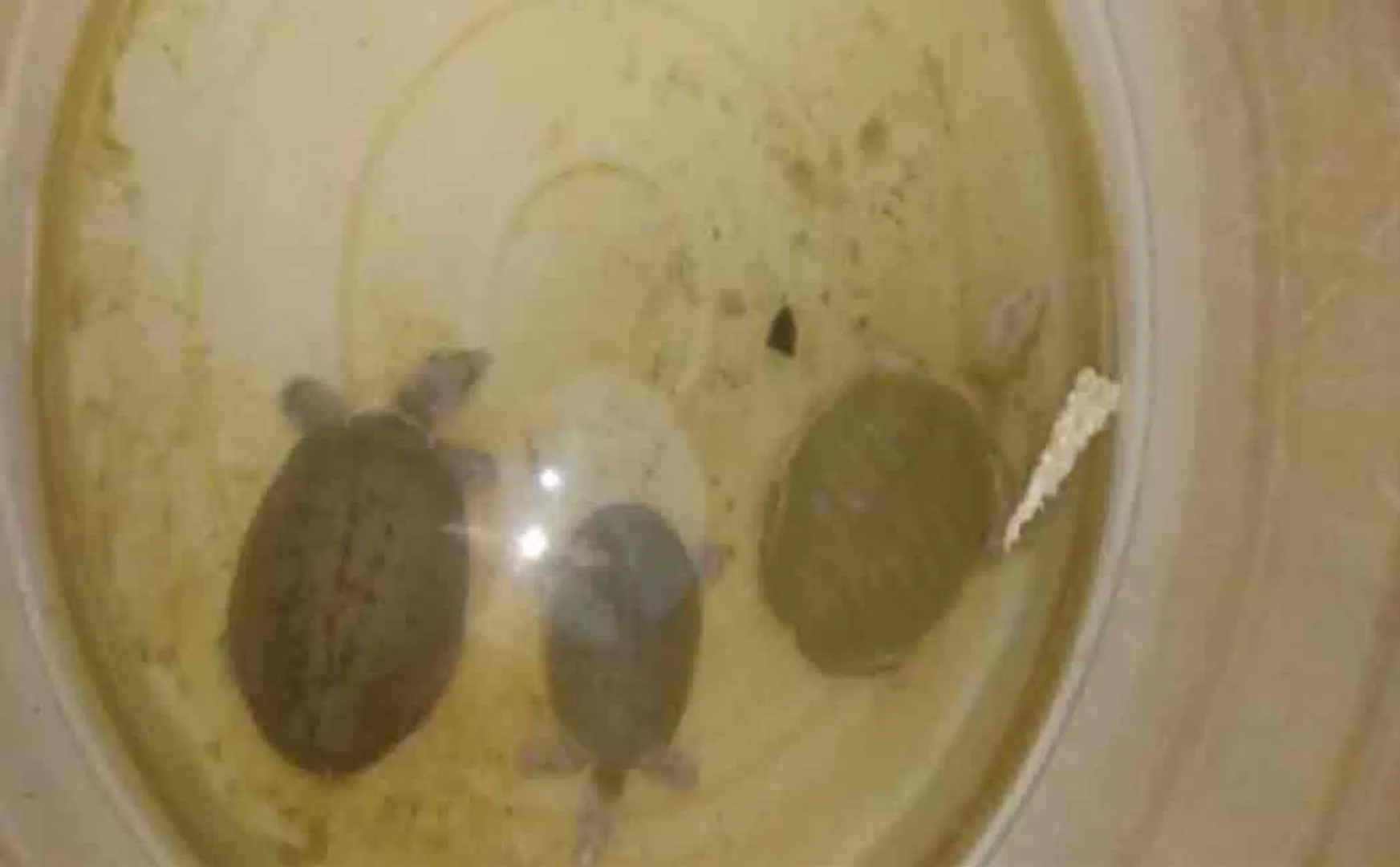 chhattisghar police forced three tortoise to live in water tank for four years