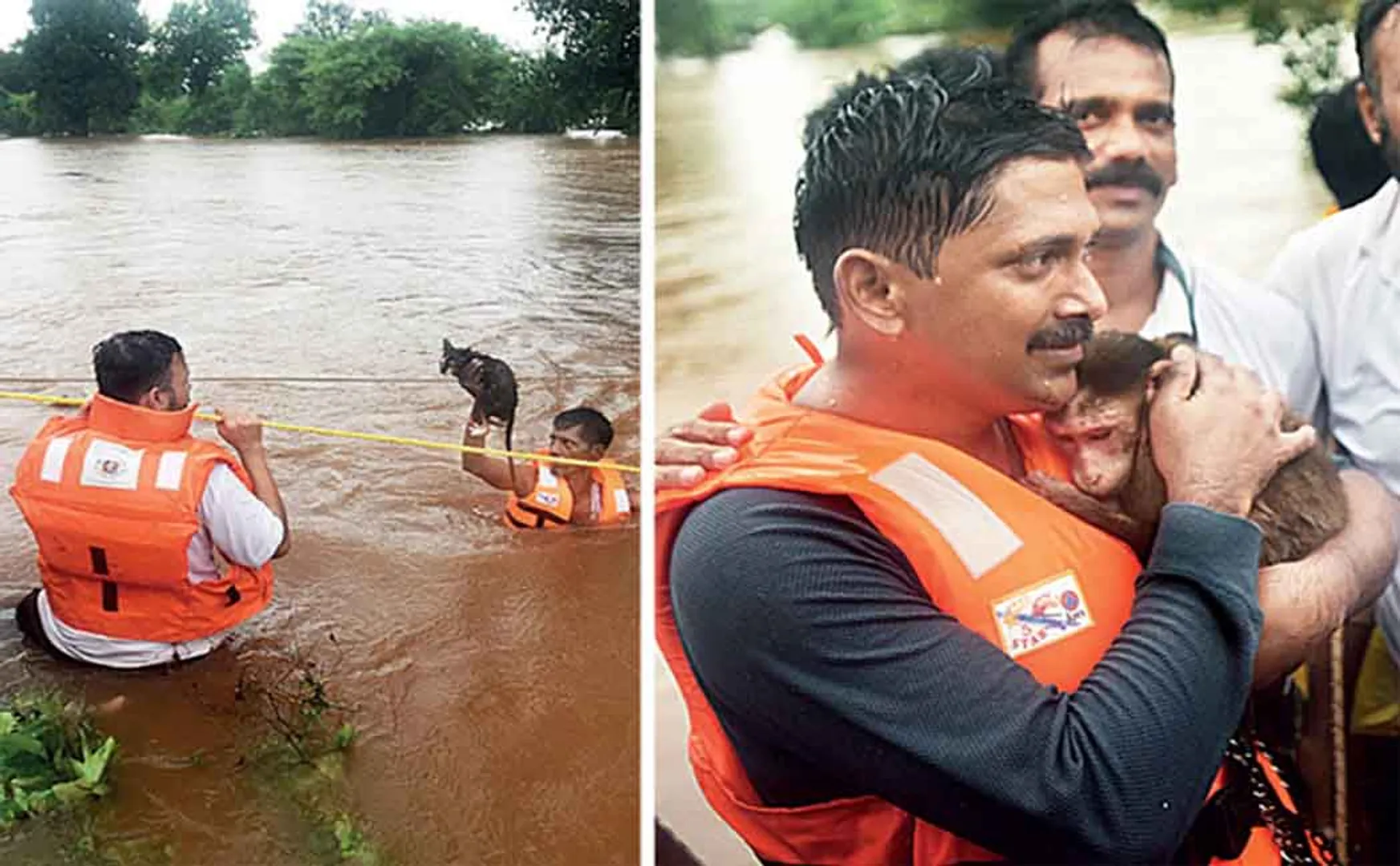  MAHARASHTRA MUMBAI RAIN Rescue of the monkey that survived the flood