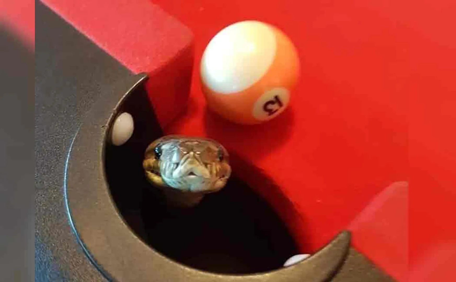 python found in billiard pool