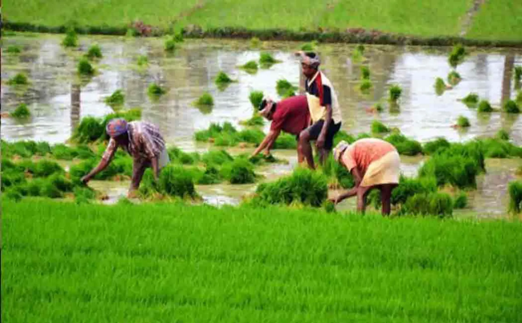 central government raises subsidy for fertilizers