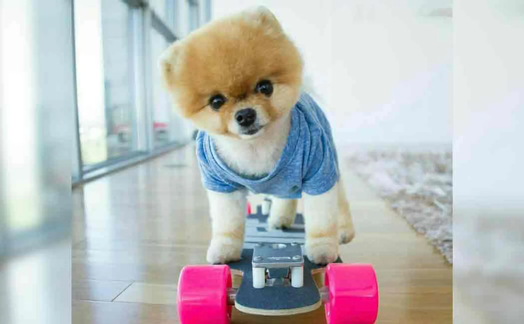 pomaranian dog named jiffpom becomes instagram celebrity
