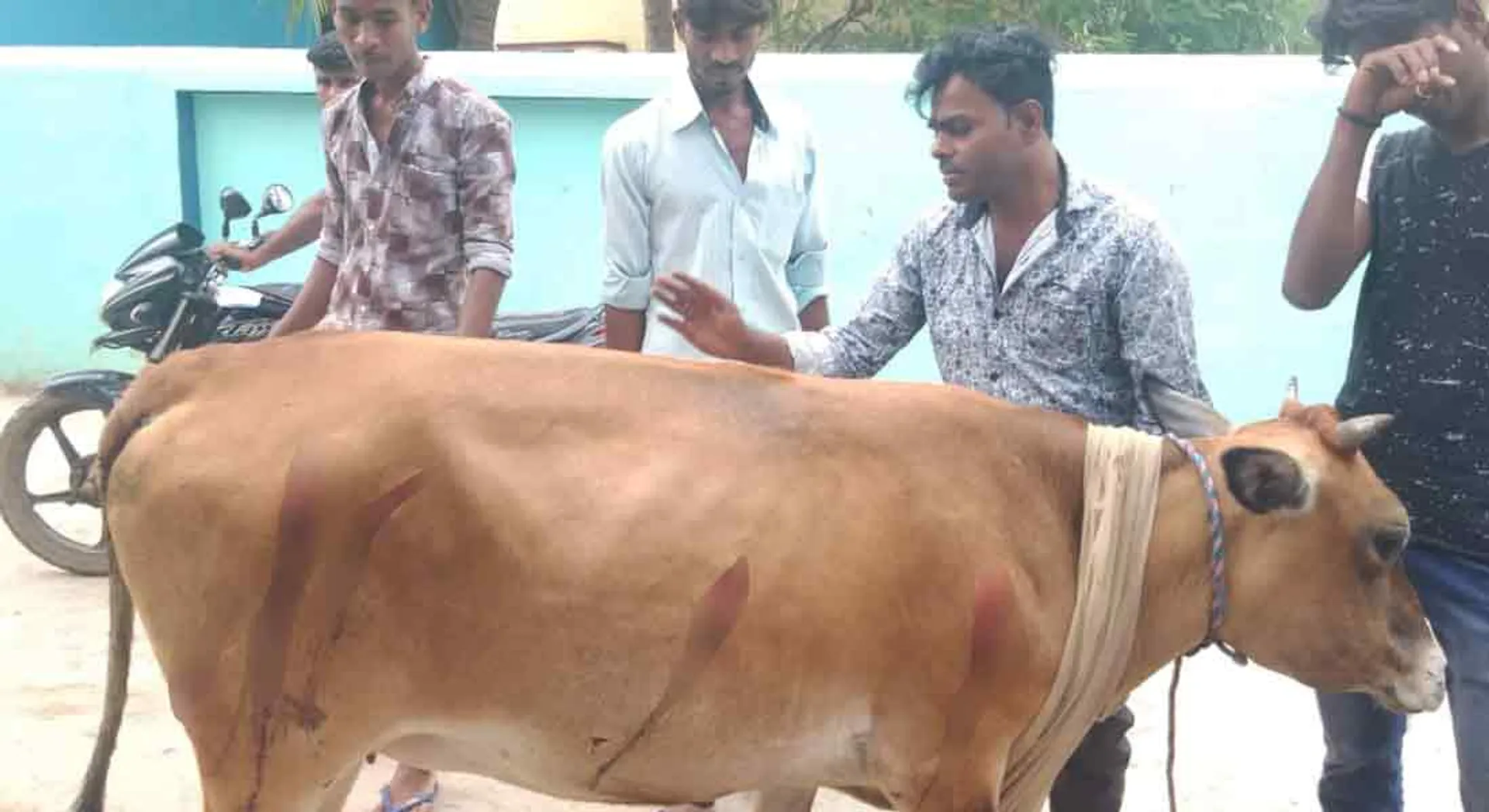 cow attacked by blade;police investigation 