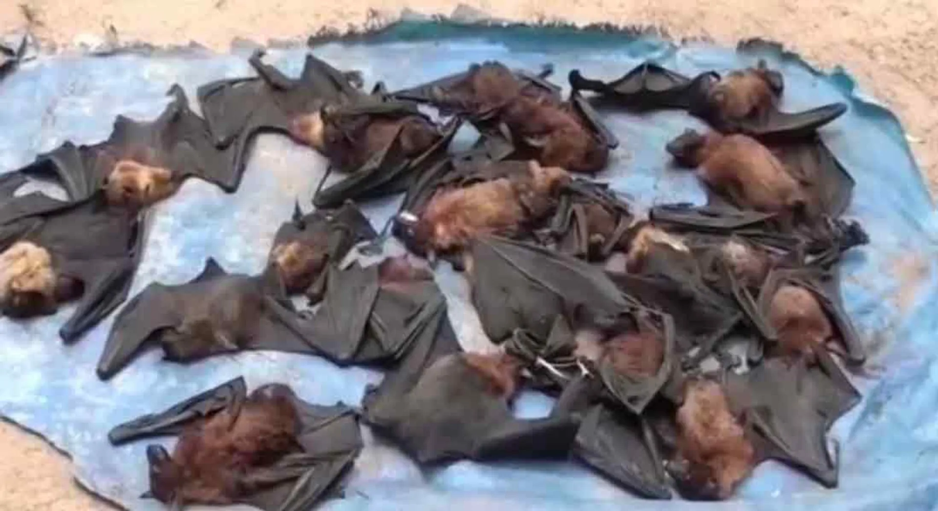  Bats in Karaikal Area Liquor Store!