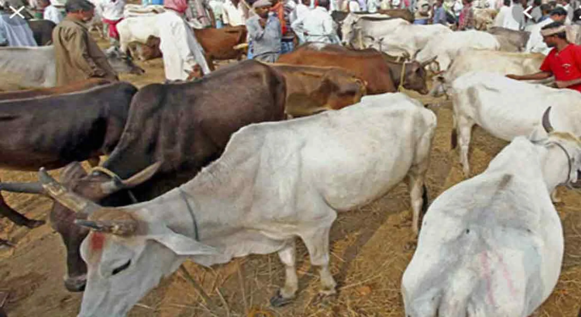 bakrith festival: Central Veterinary  Order