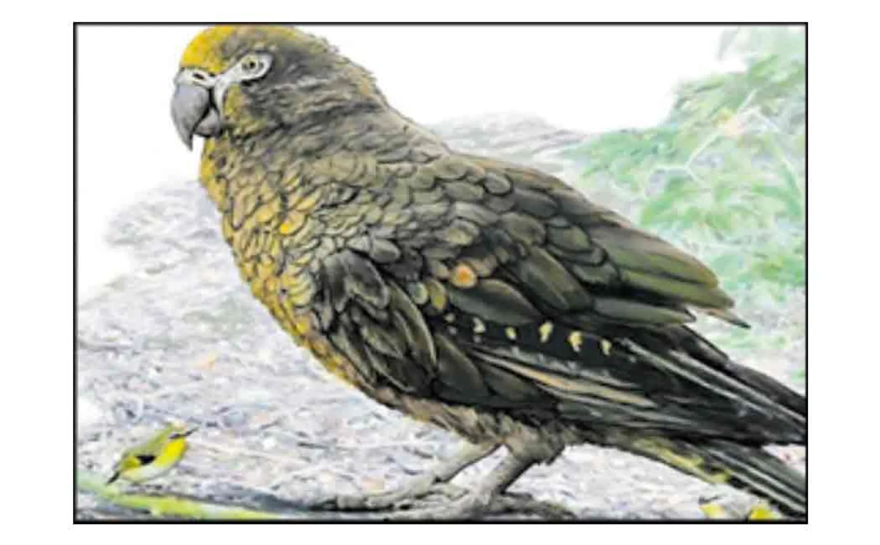 giant parrot existed 19 million years ago