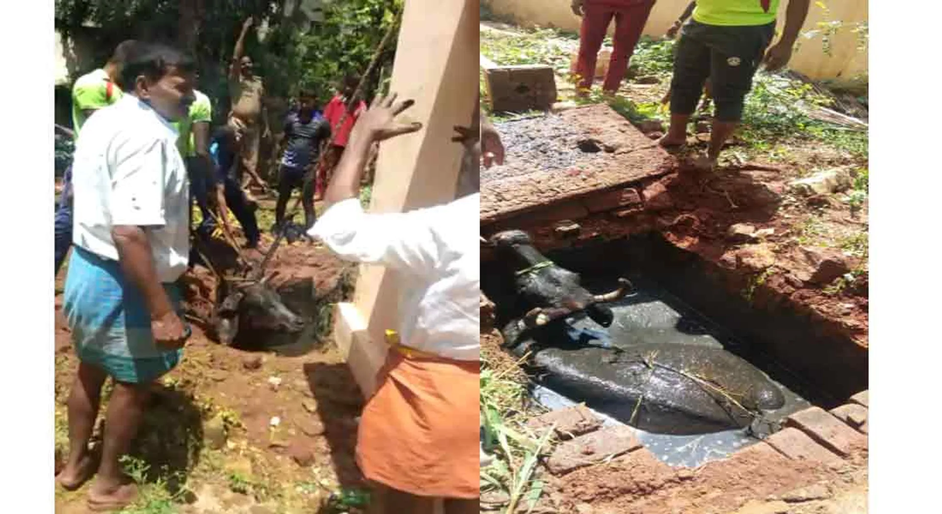 Rescue of cow is into a sewage tank near Coimbatore