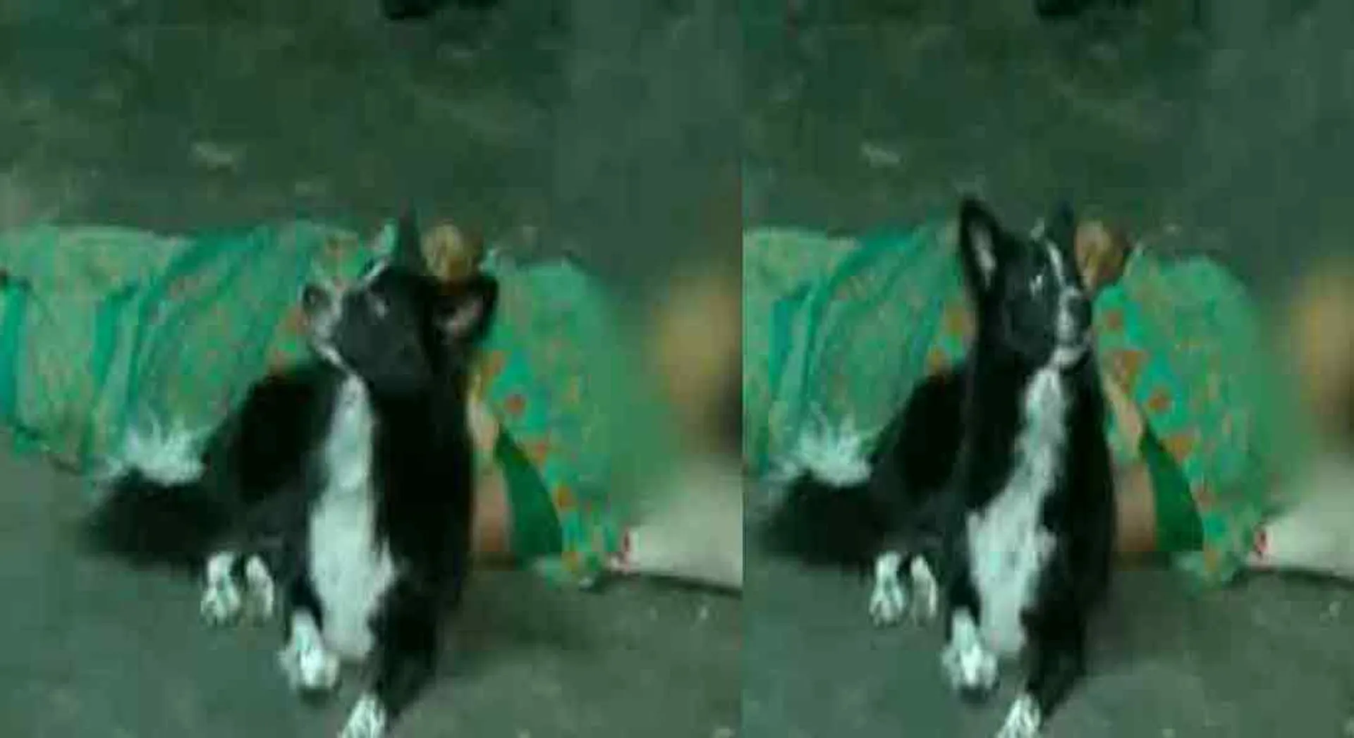 Elasticity incident in vellore