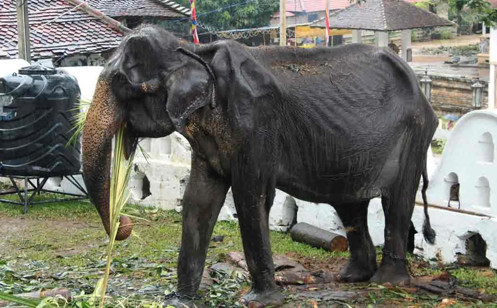 srilankan elephant photo goes viral