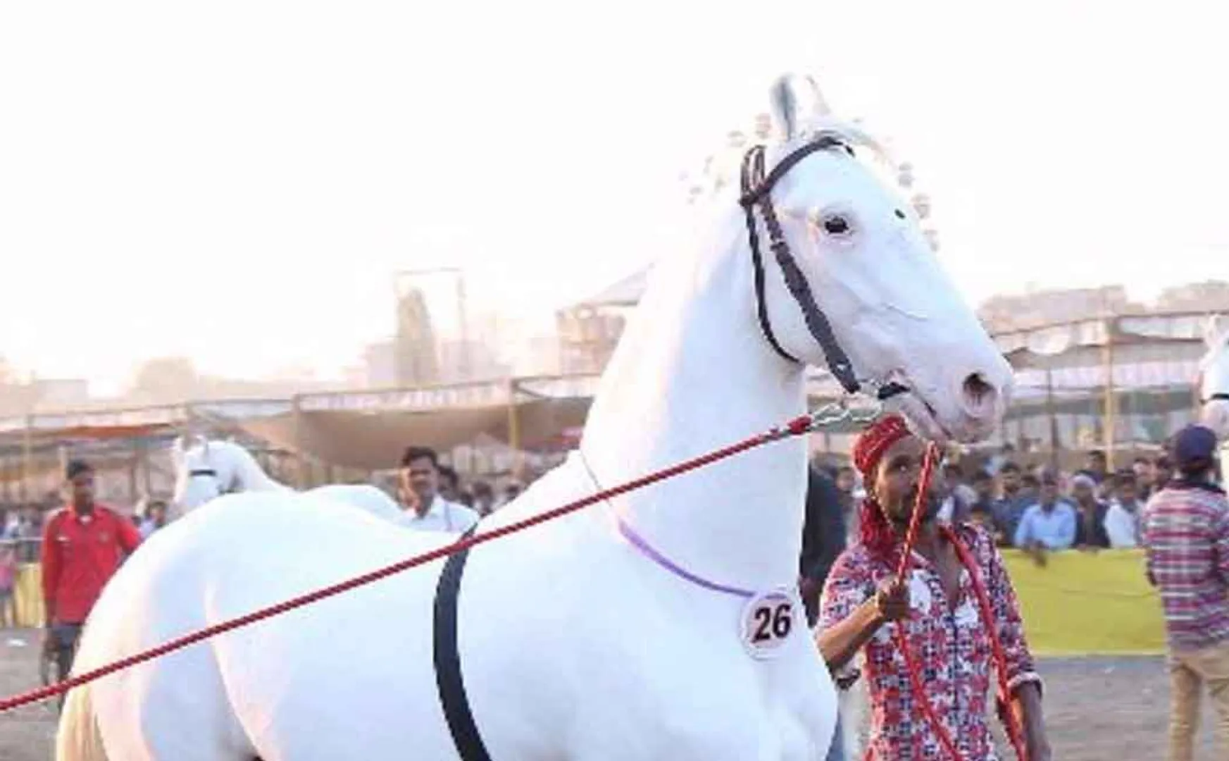 horse