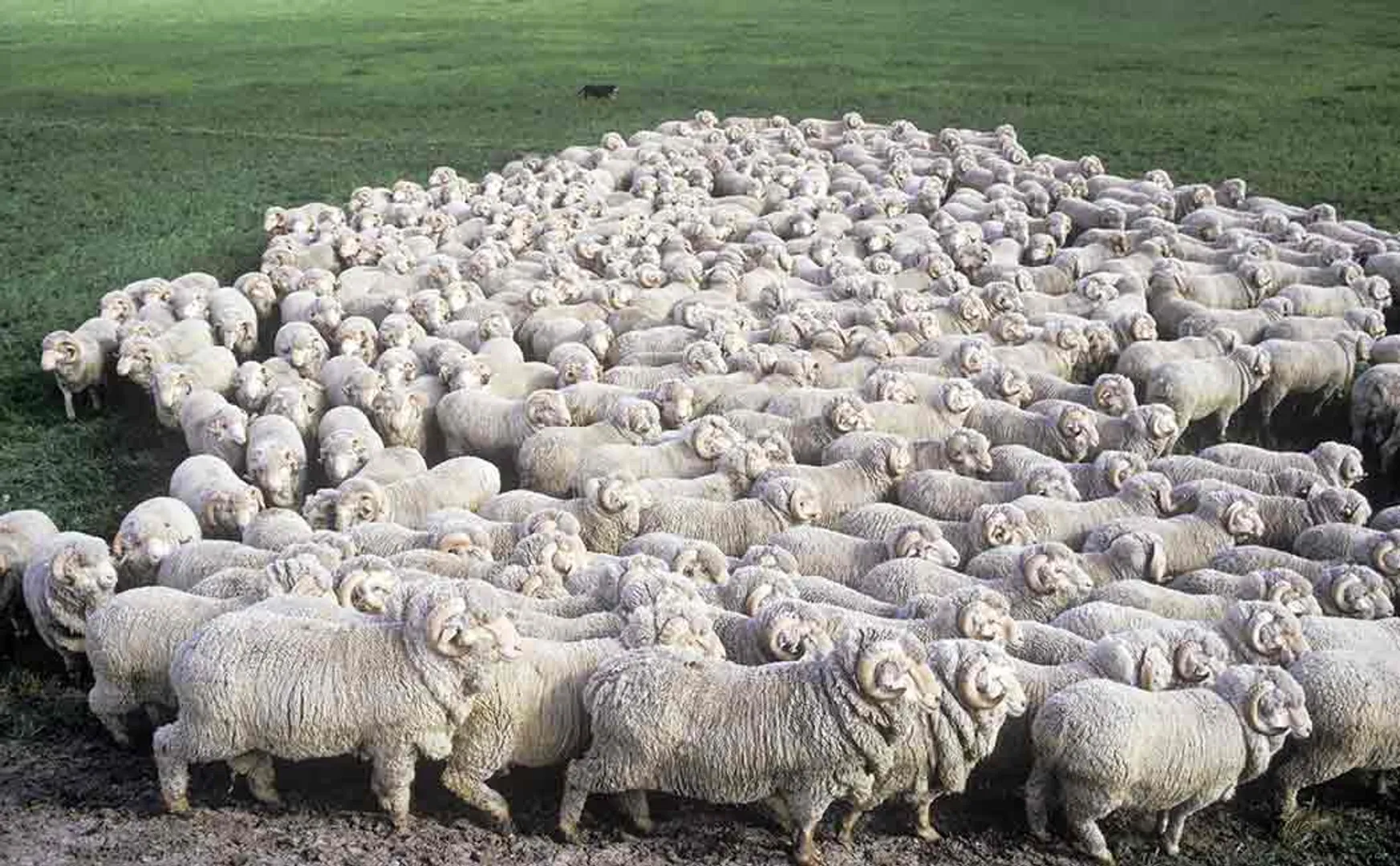 71 sheeps as compensation for a girl