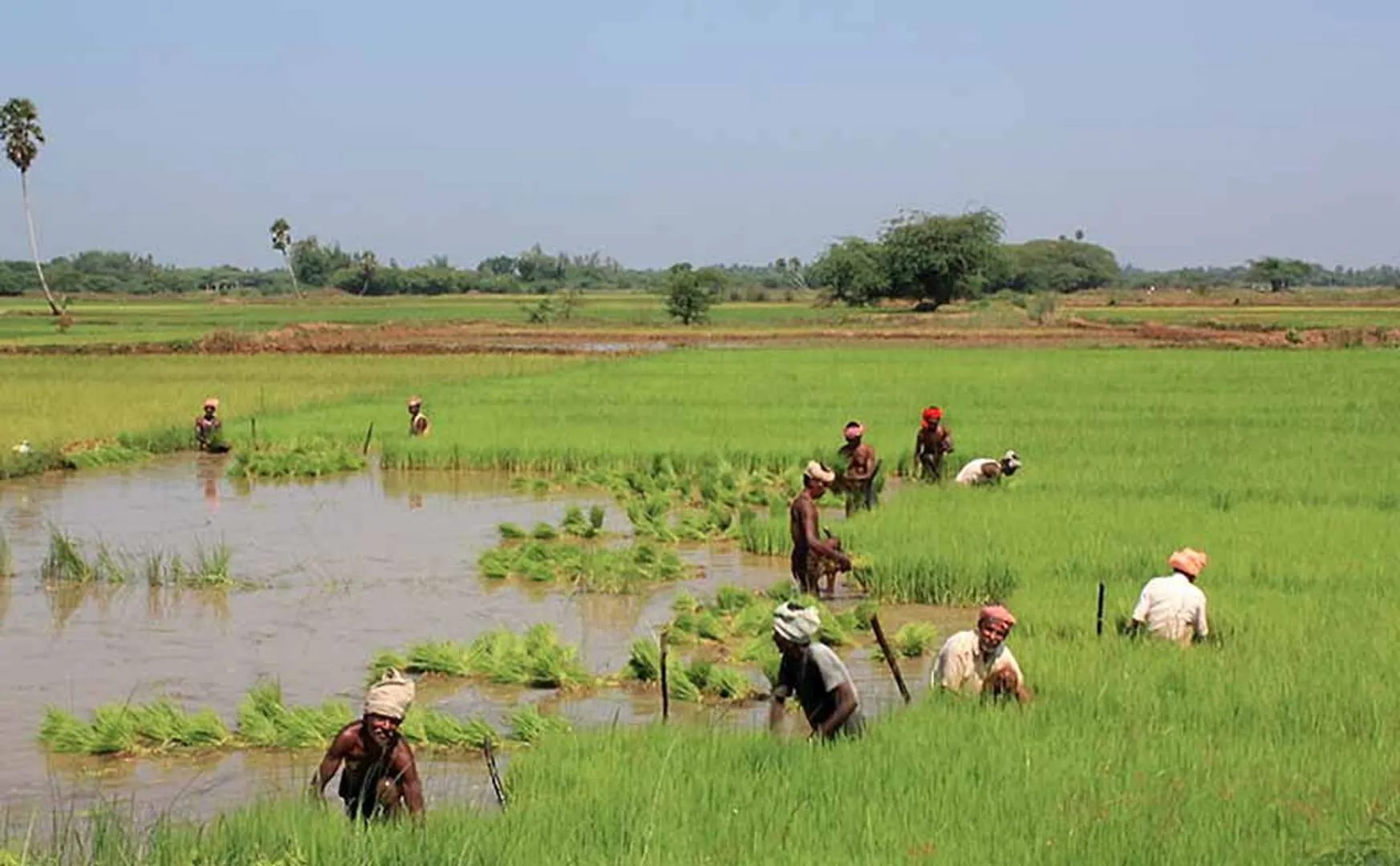 Delta farmers who are unable to harvest the Guru's cultivation heavy rain