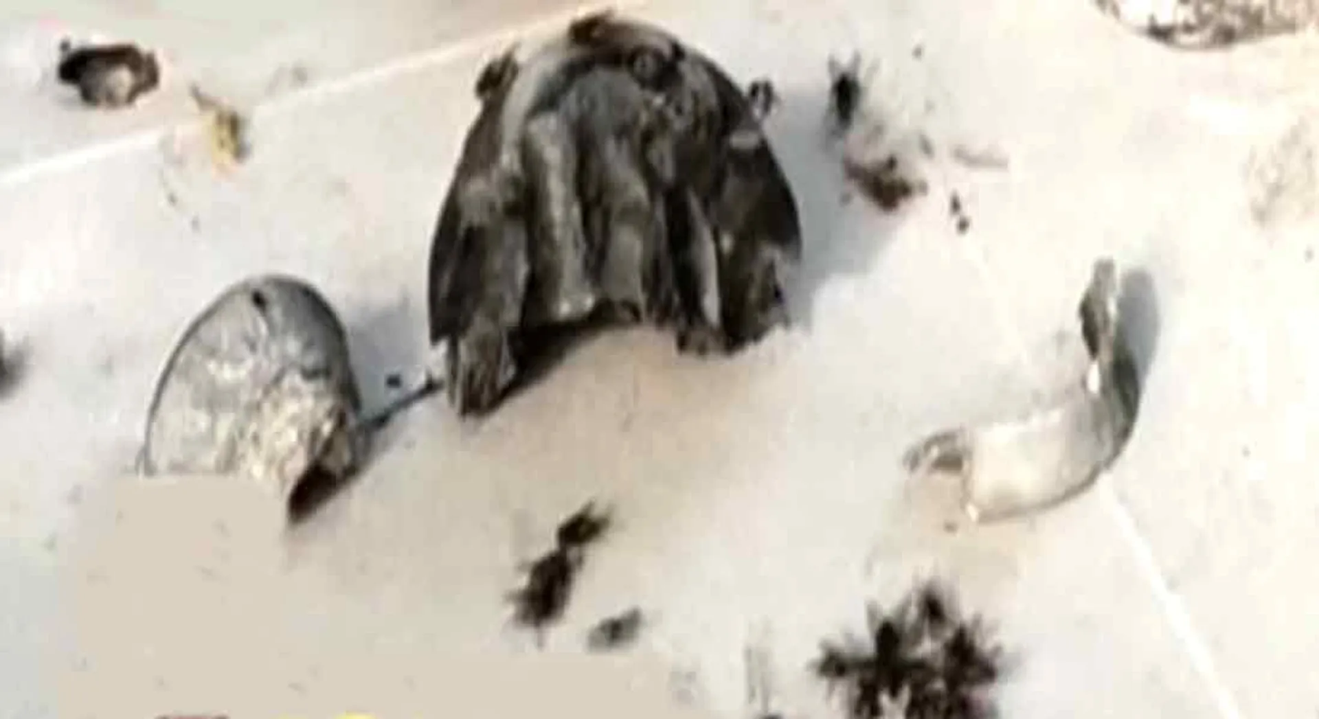 An Explosive material Discovery at Kanchipuram