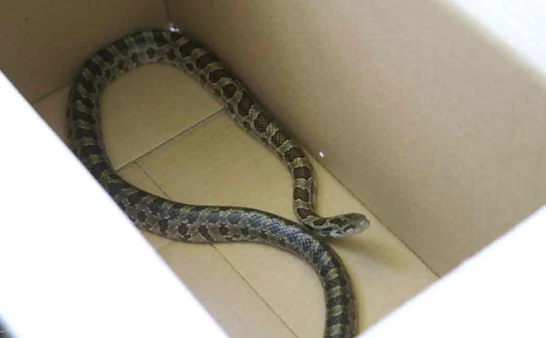 snake in courier parcel box