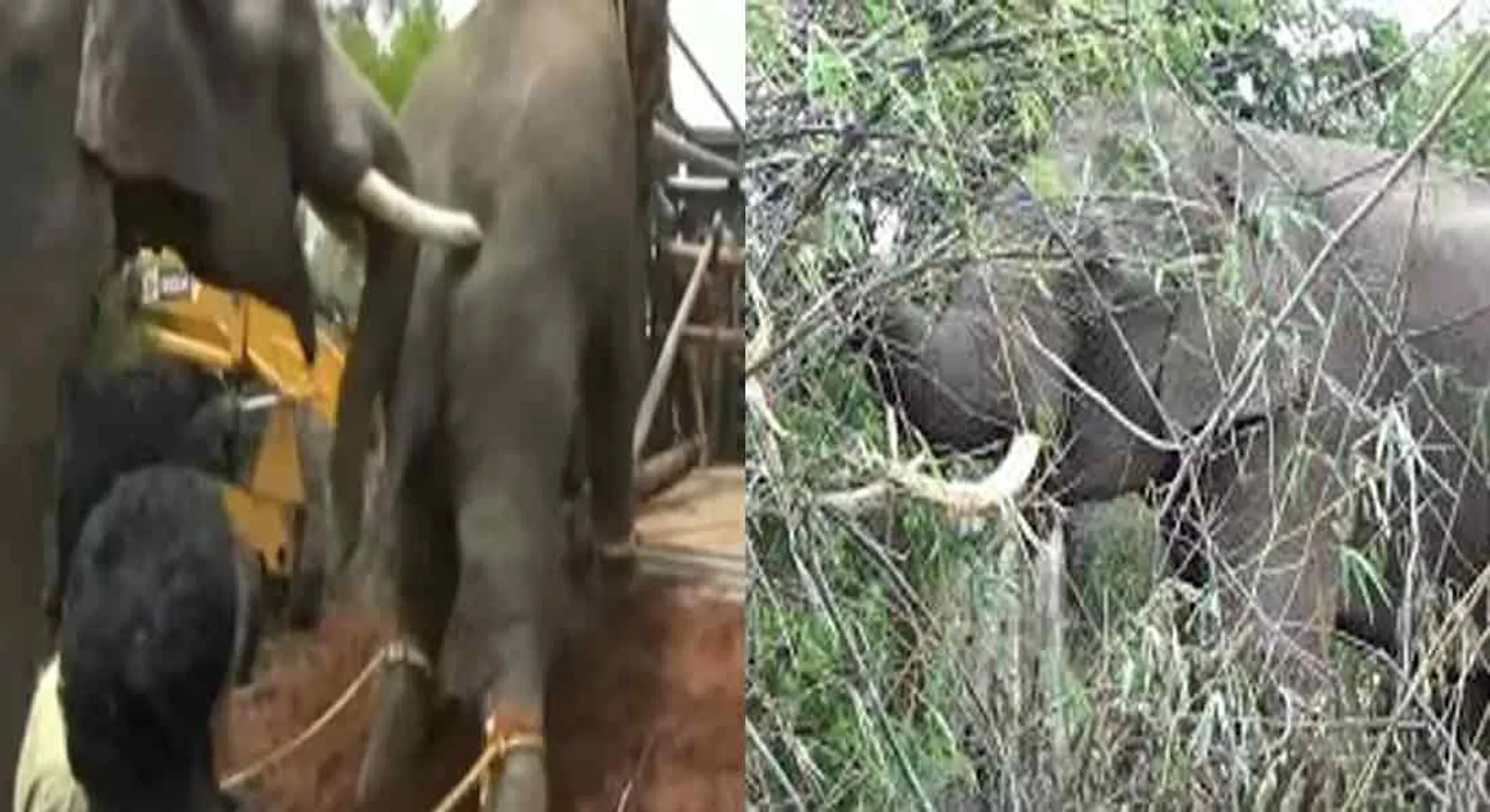  The forest department captures the wild elephant ... a plan to release to dense forest!