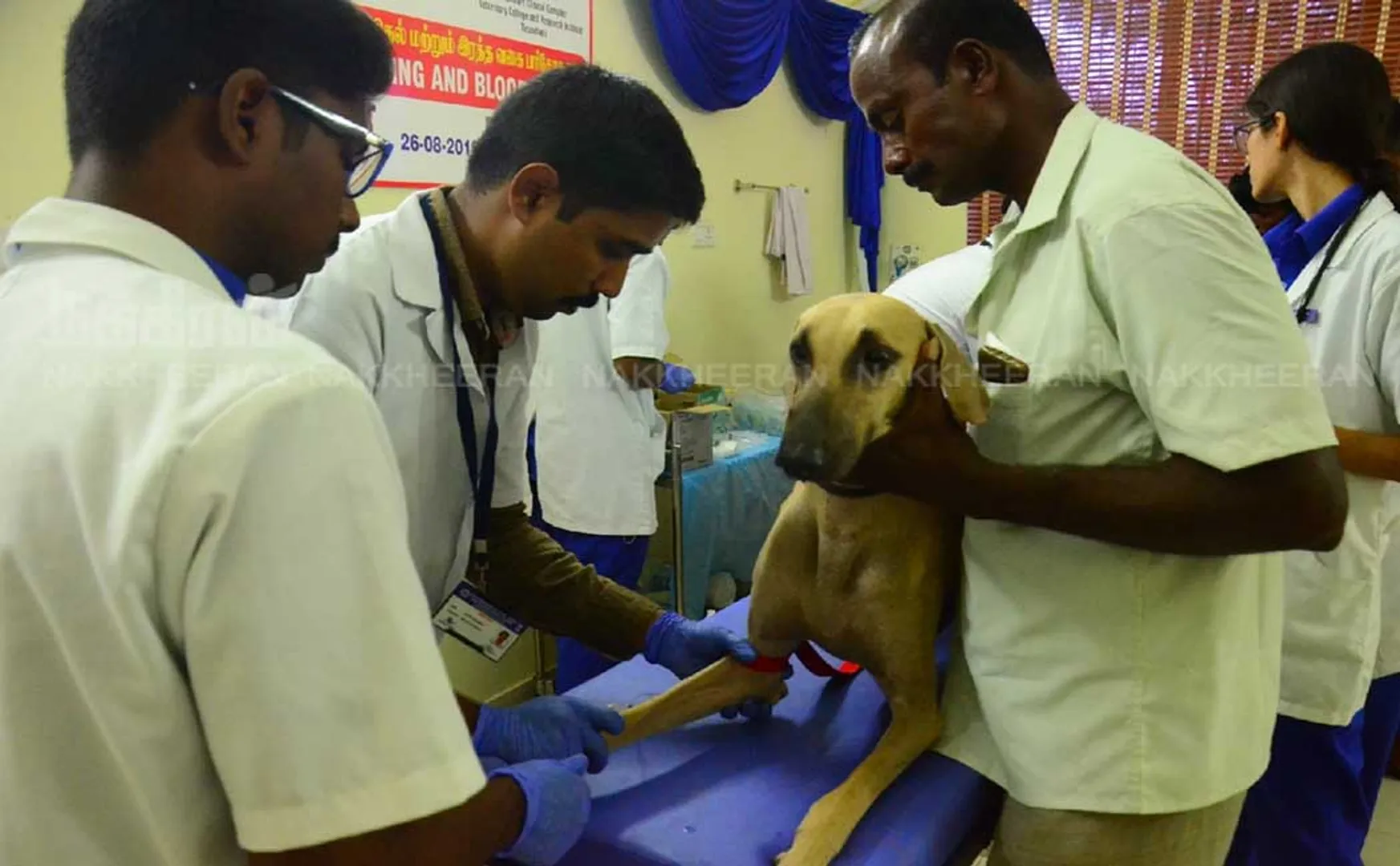 nellai medical college arranged in dog welfare camp 'Micro chip' to help identify national dogs