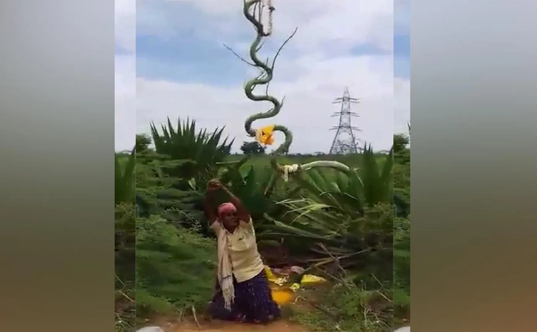 SIVAGANGAI DISTRICT SNAKE SHAPE Cactus WOMEN SNAKE DANCE