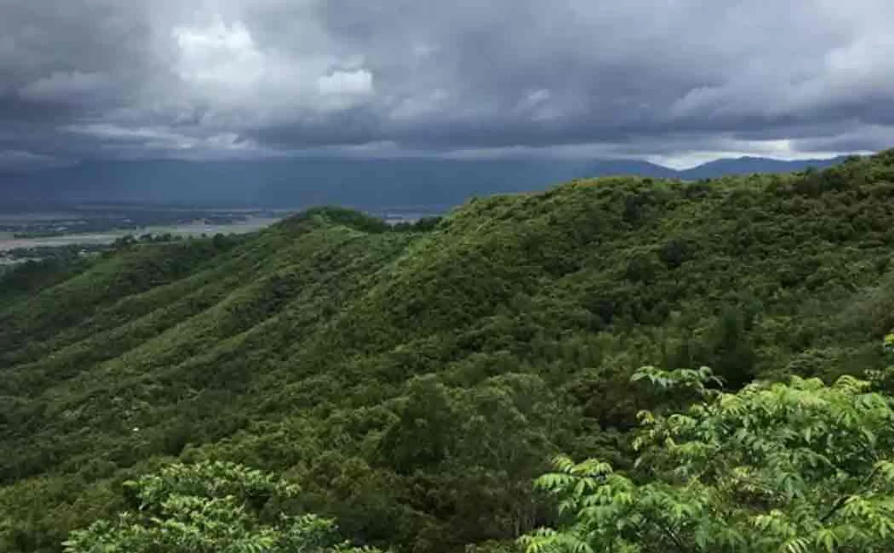 manipur man creates a 300 acre forest 