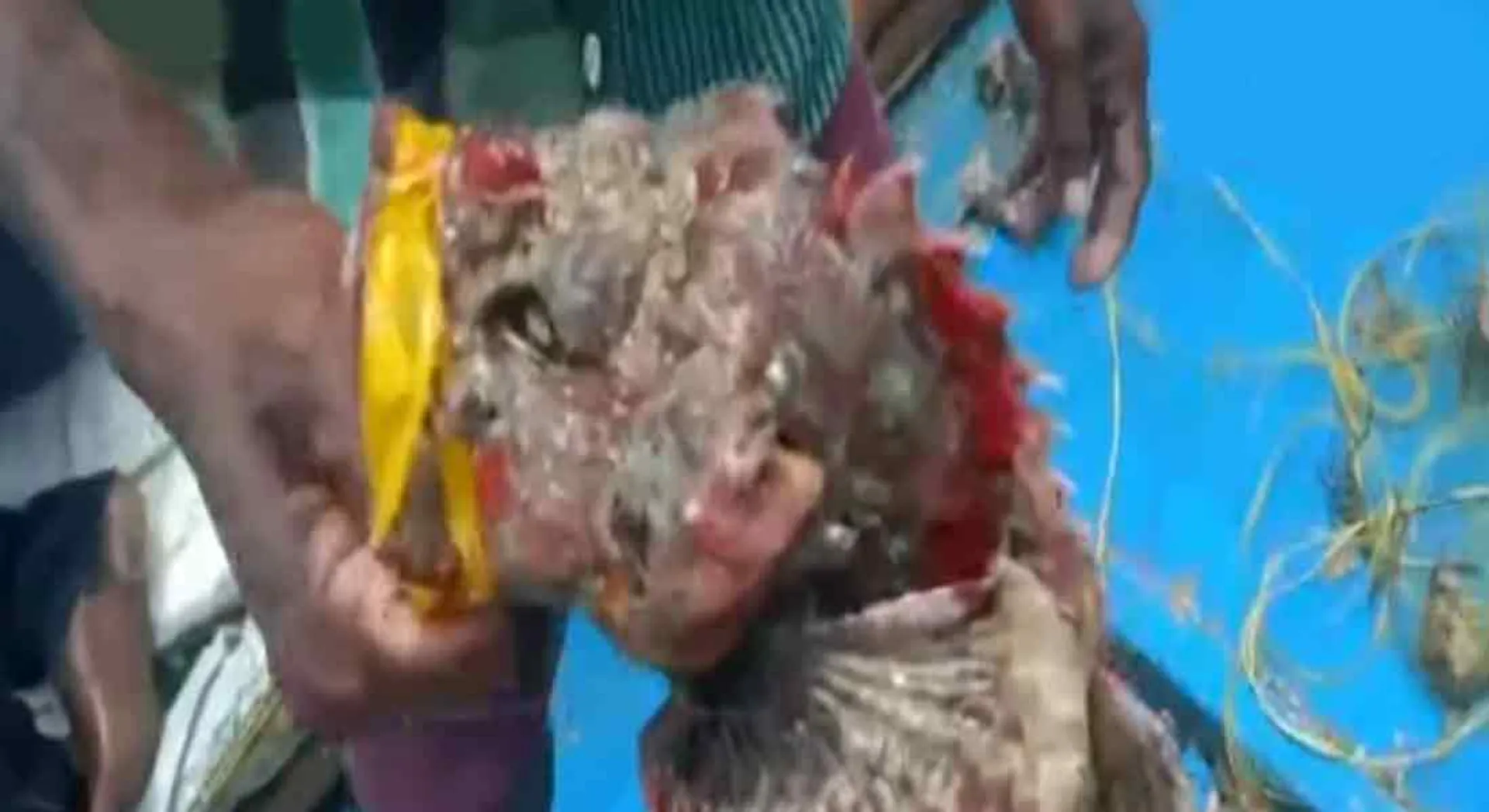 An unseen dumbi fish caught in a fisherman's net in Ramanathapuram!