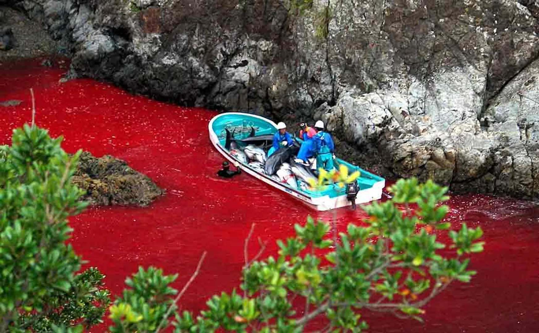 controversial dolphin slaughter begins in japan