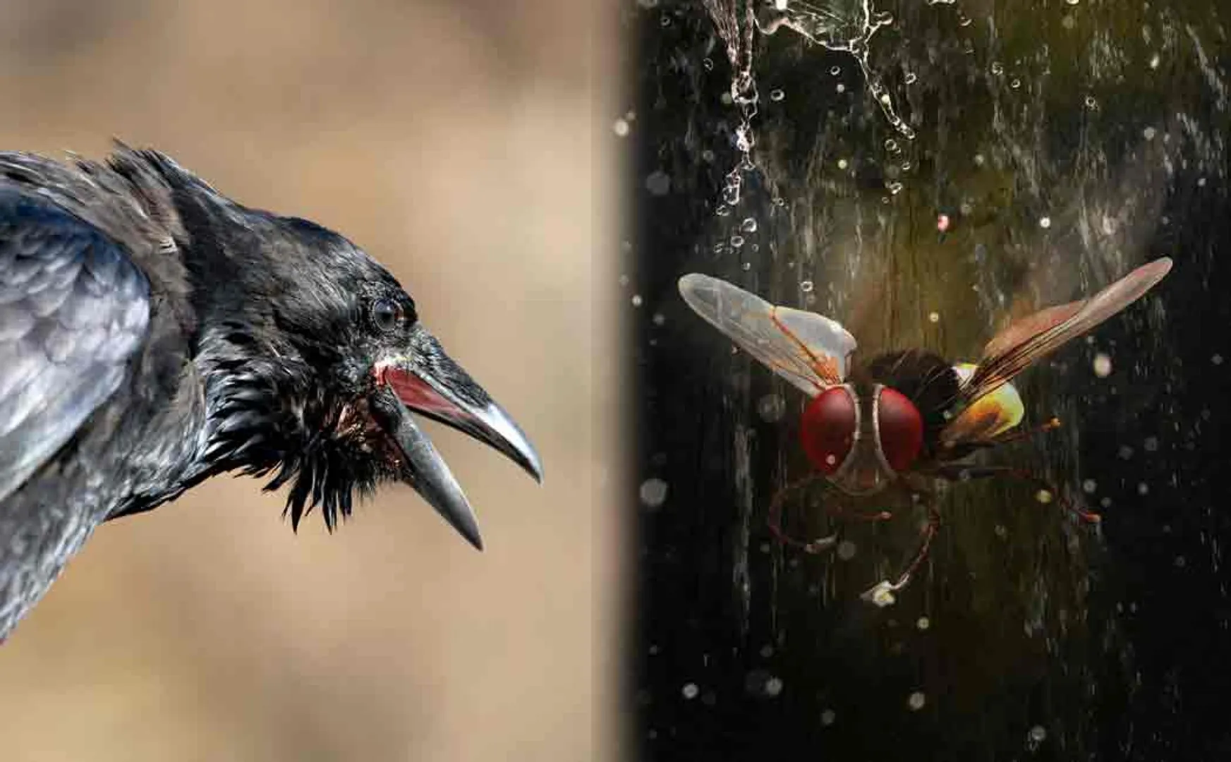 revengeful crows chase a man for three years