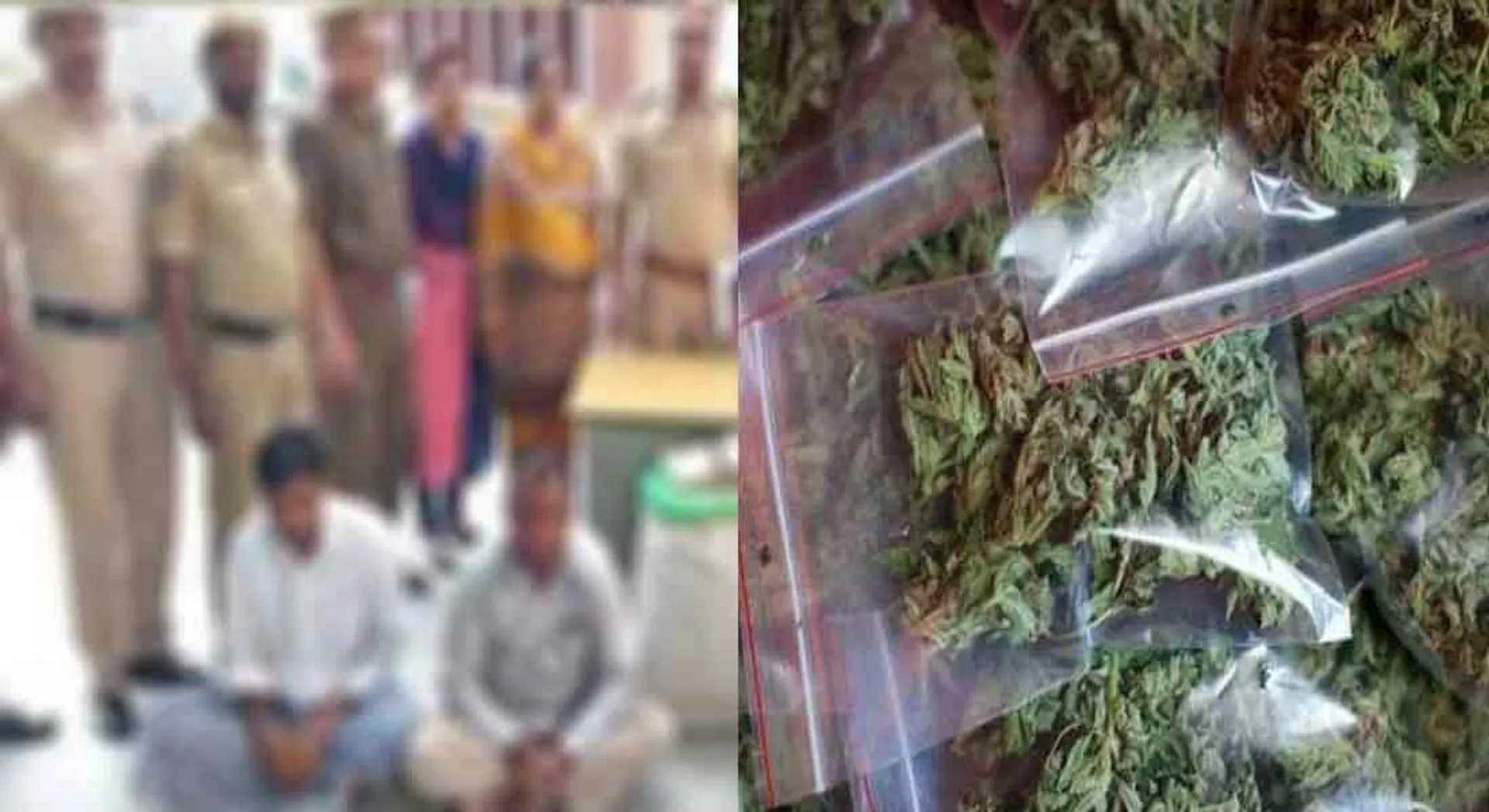  "44 kg of kanja smuggled - 4 arrested including 3 women.