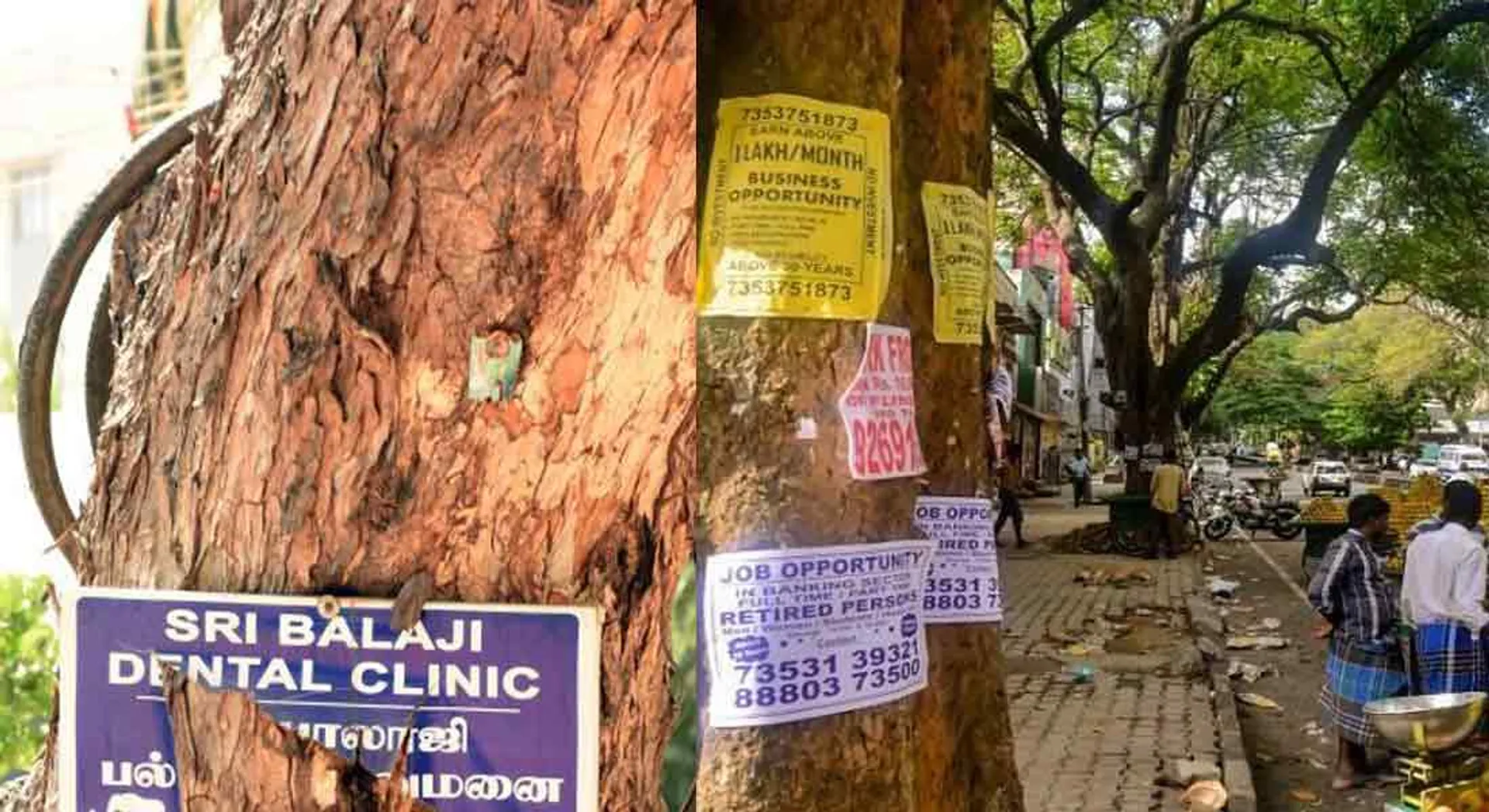 Three years jail  for billboards in trees ...Chennai Corporation Warning