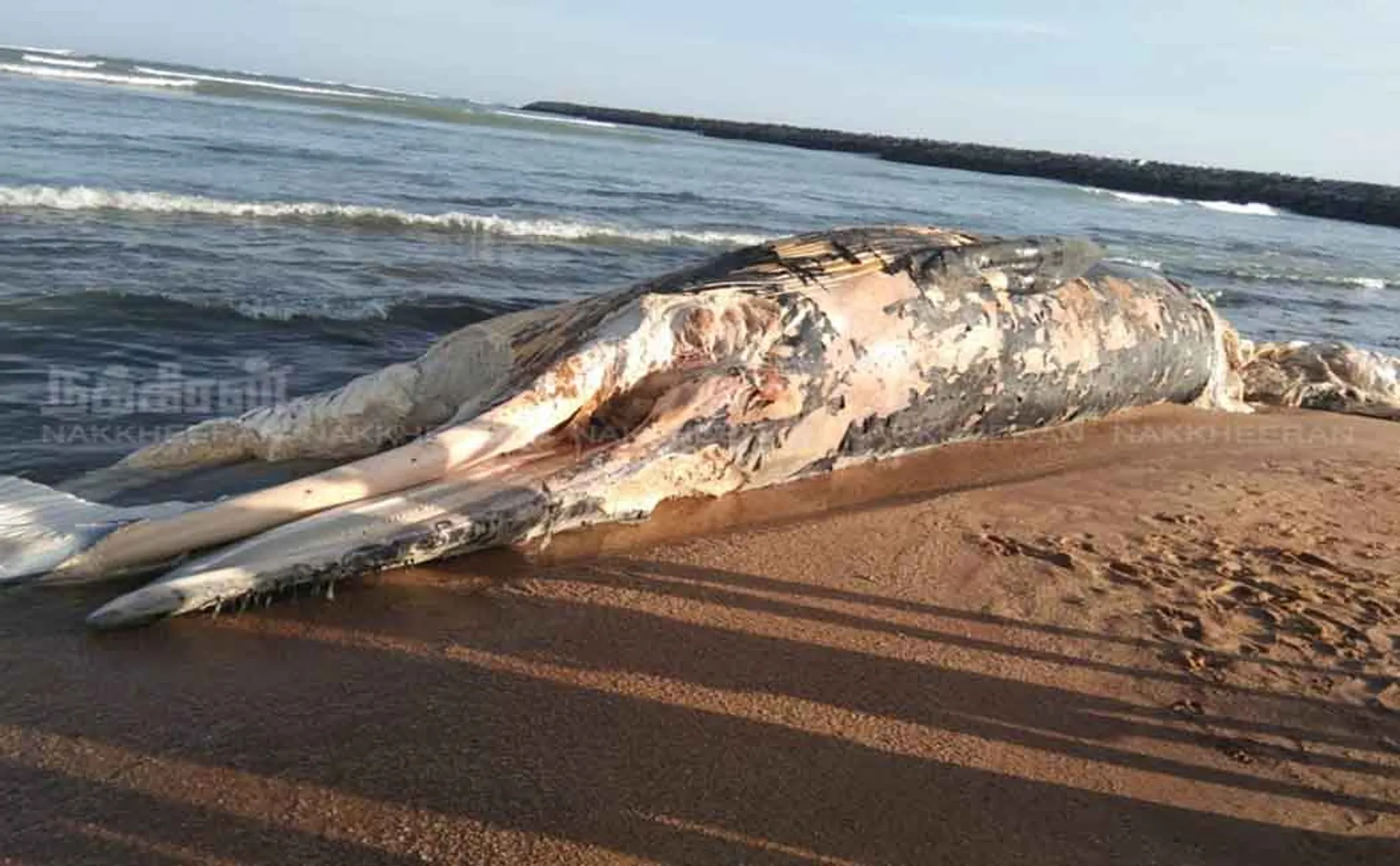nellai district near Uwari The whale shore is secluded fishermen shocked