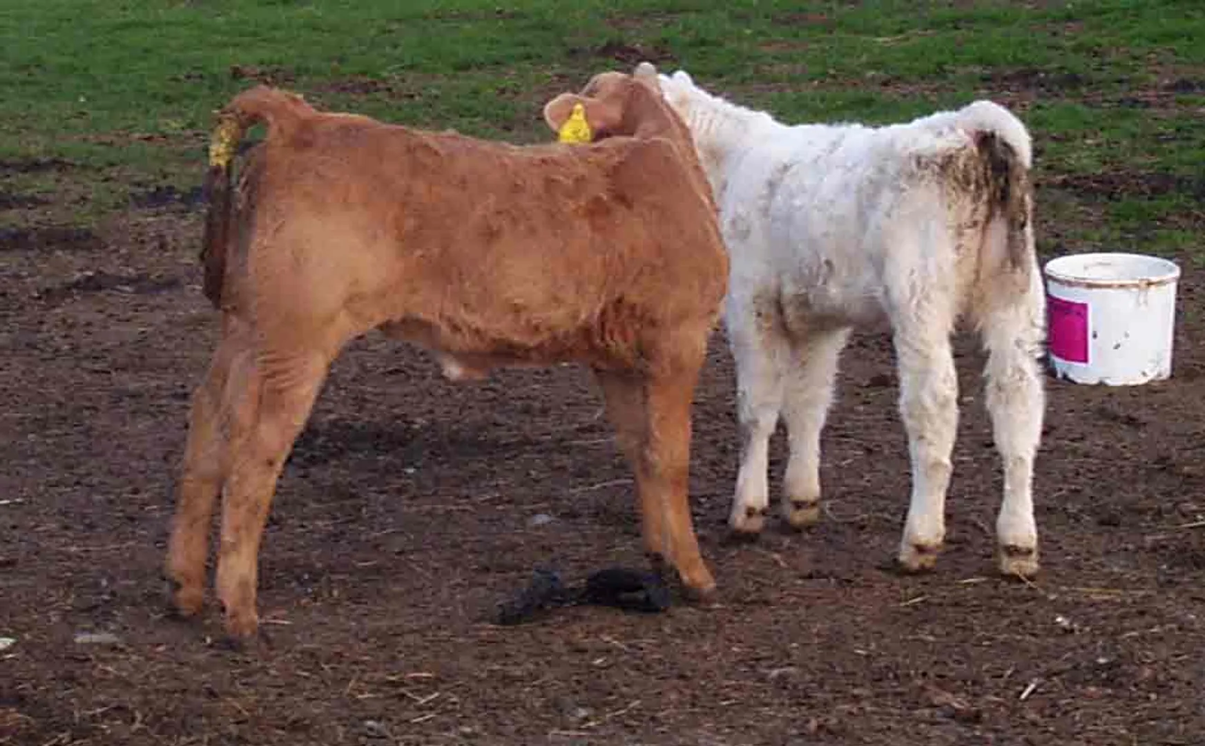 human faced calf in argentina
