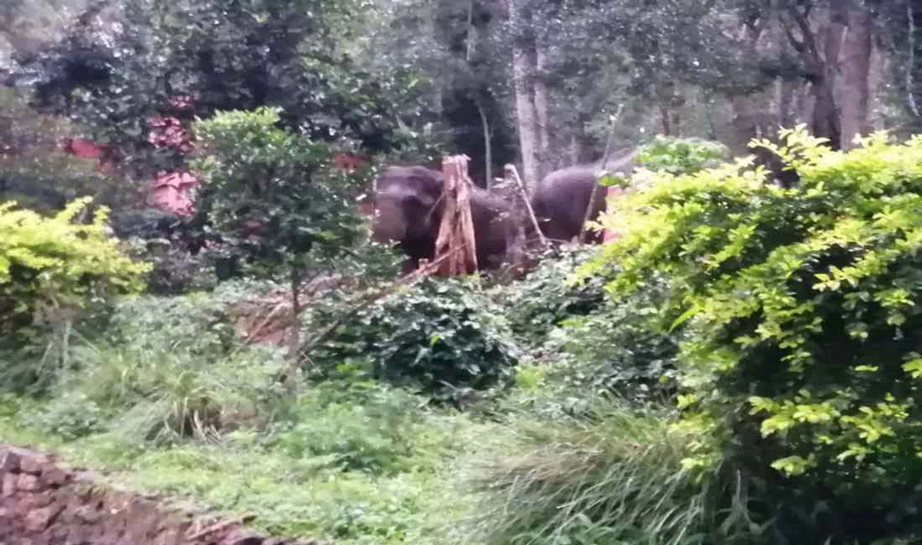 Elephant