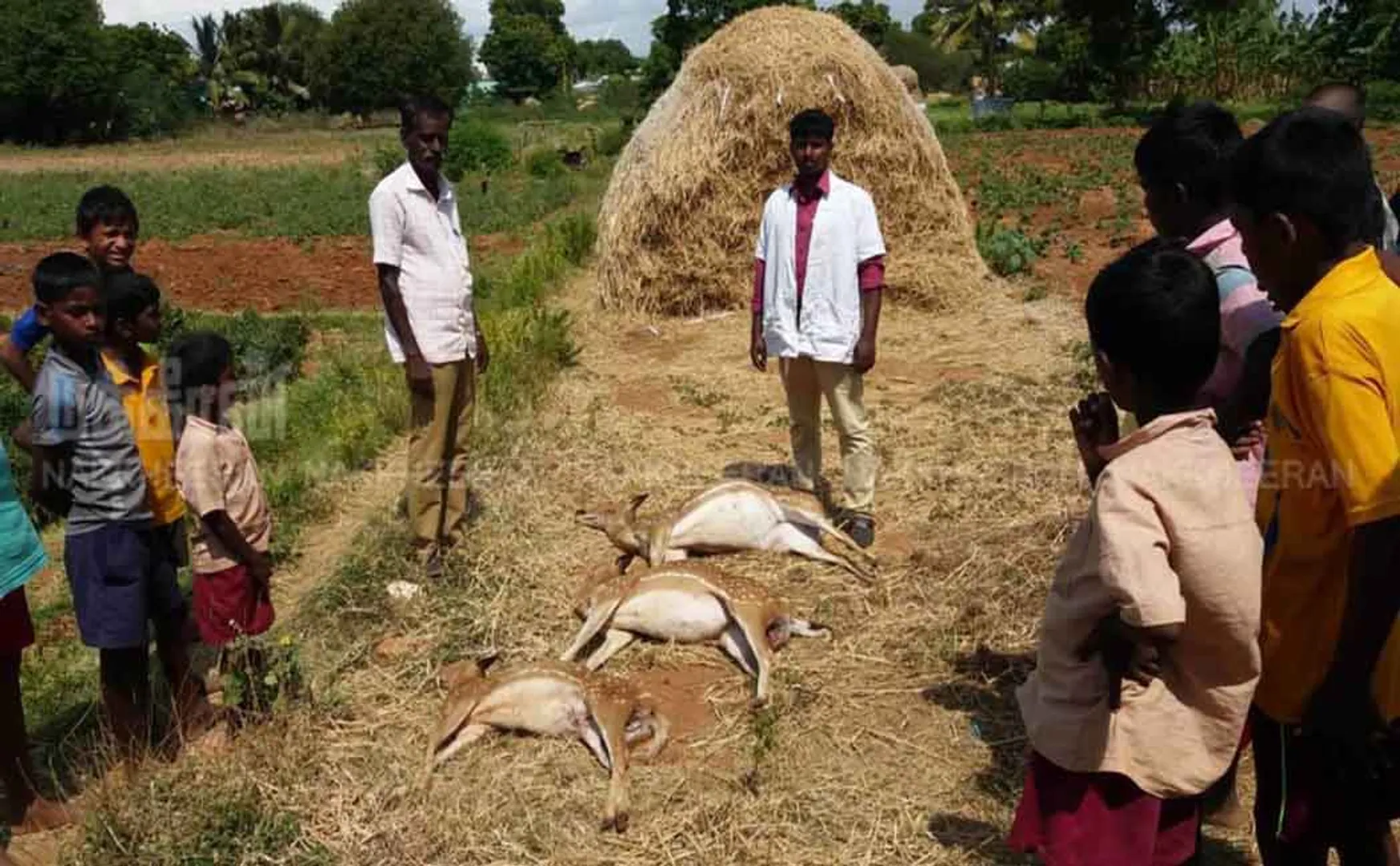 nellai district Hunting dogs bite pregnant deer