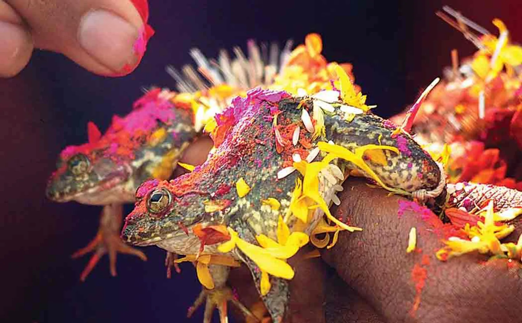 frog couple divorced to stop rains in Madhya Pradesh
