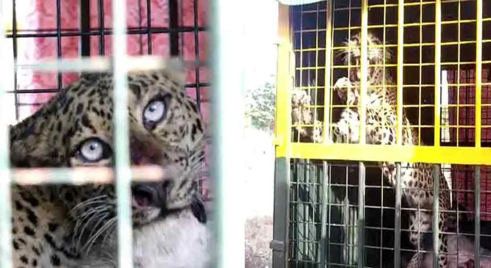 Leopard catche in nellai