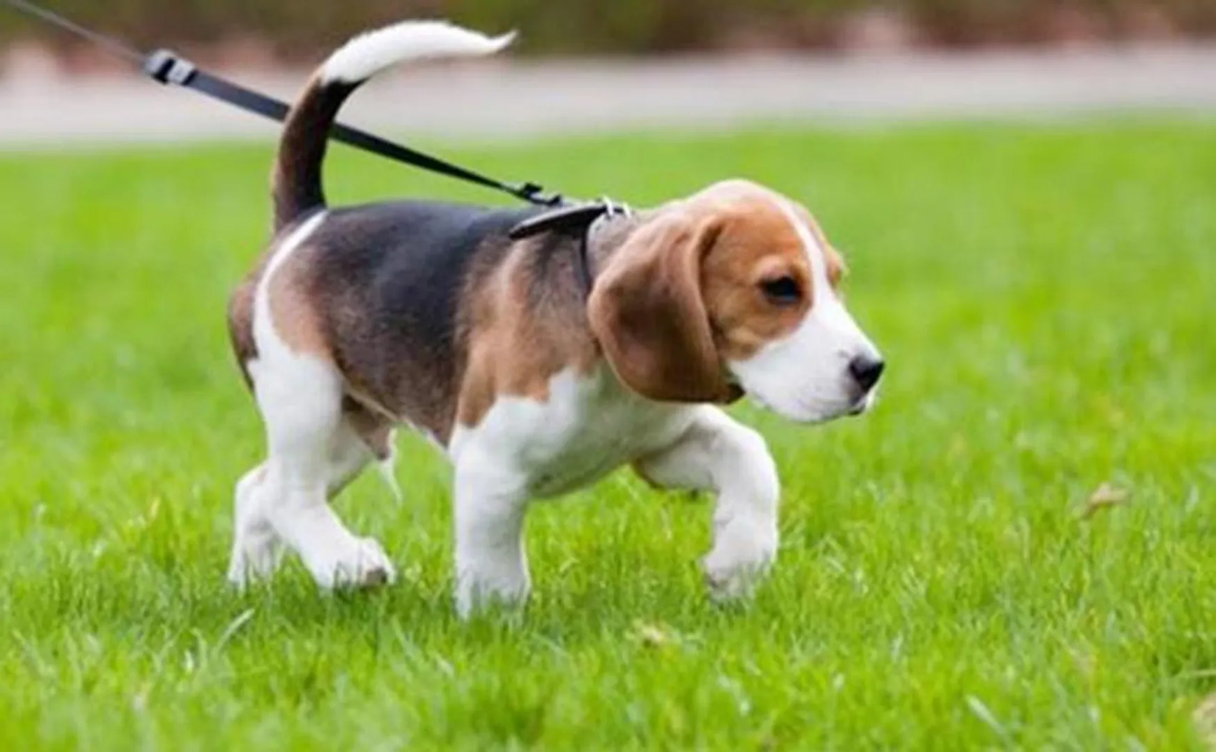 telangana cm home dog dies doctor police fir filled 