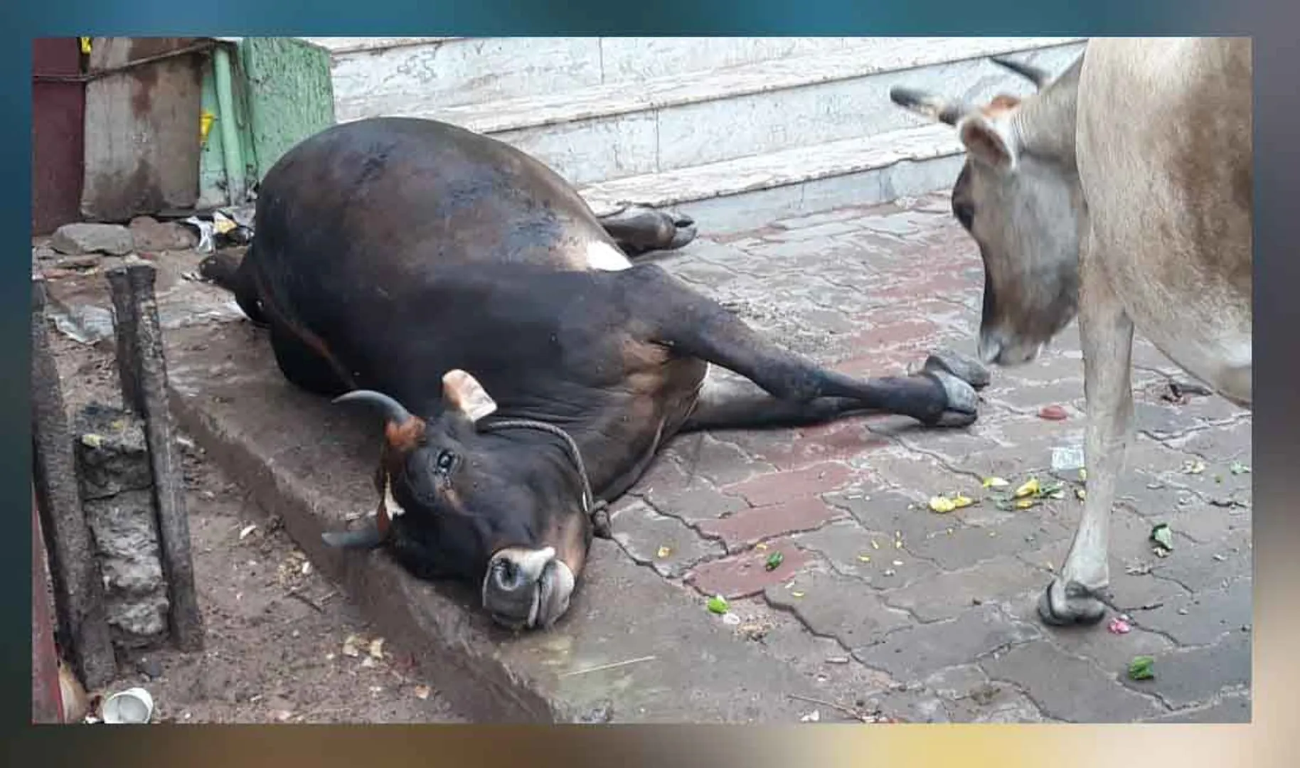 cow