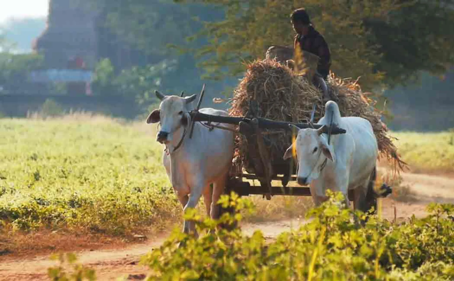 bullock cart fined in dehradun